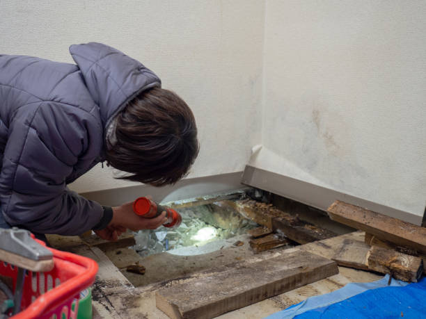 Best Real Estate Mold Inspection  in Gold Beach, OR