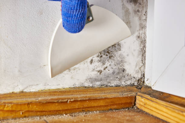 Best Emergency Mold Remediation  in Gold Beach, OR